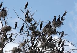 Great cormorants in a tree