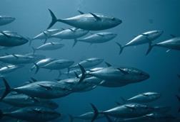 bluefin tuna