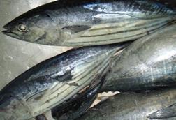 WWF Pakistan will support the Maldives' efforts for better skipjack tuna management