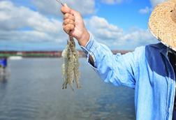 Fisher holding shrimp