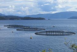 Salmon_aquaculture_in_Norway