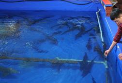 Indoors aquaculture pen with fish swimming in it