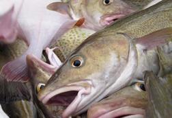 Fisheries