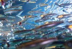 shutterstock_anchovies_1