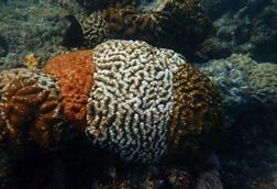 coral reef