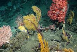 Seabed showing marine flora