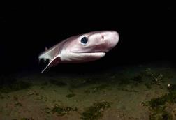 The image shows a Bluntnose Sixgill Shark (Hexanchus griseus) off Puget Sound, USA