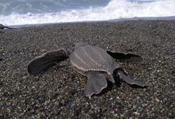Leatherback turtle. Credit: NOAA
