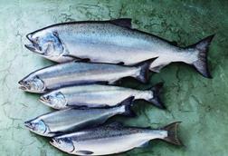 Alaska salmon