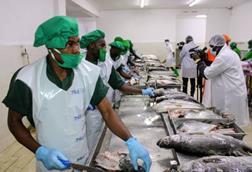 Workers in Tanzania processing fish