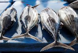 Skipjack tuna