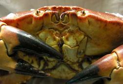 UK crab