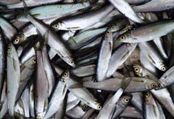 Atlanto-Scandian herring