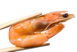 Shrimp