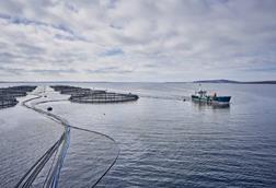 Salmon farming