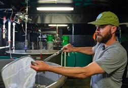 Fish farm worker holding a fish and net over a small tank