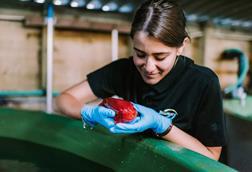 aquaculture worker holding a red cleaner fish by an indoor tank