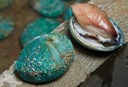 img-live-abalone