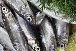 The image shows a close up of multiple Peruvian anchovies on ice