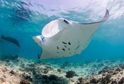 Manta ray