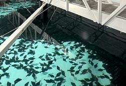 The Sande Seafarm project is pictured