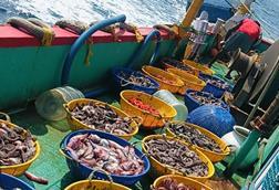 Baskets of fish on board a fishing vessel at sea