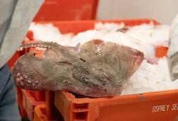 thornback ray in a box of ice