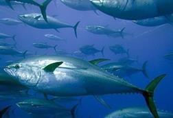 Echebastar tuna fishery has not met MSC certification requirements