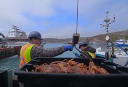 Fishers weighing a snow crab catch