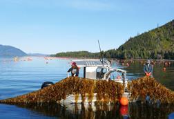 Doyle Bay seaweed garming