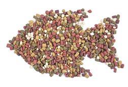 Fish feed