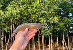 Vietnamese black tiger shrimp