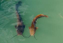 two catfish