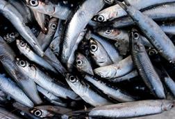 Anchovy