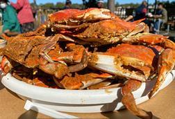 Maryland crab