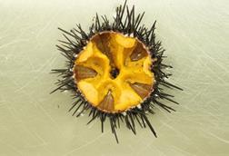 Sea urchin aquaculture project