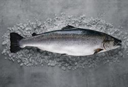 ​Norwegian aquaculture continues to top the charts for the most sustainable animal protein production