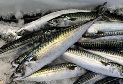 mackerel-sample-credit-nefsc