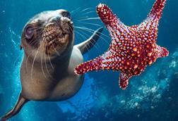a sealion and a starfish