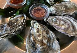 Oysters