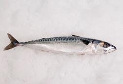 Mackerel