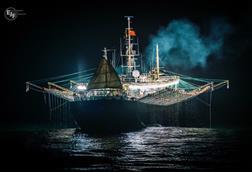 EJF Squid Report