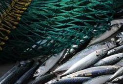 Northeast Atlantic mackerel