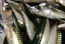 A long term management strategy has been signed to support the long-term future of North East Atlantic Mackerel stock