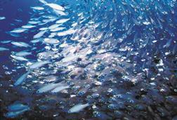 Climate change has an impact on fish stocks