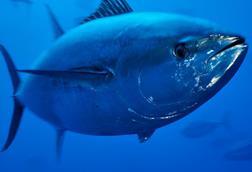 Bluefin tuna