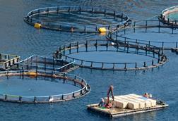 Salmon farm pens at sea