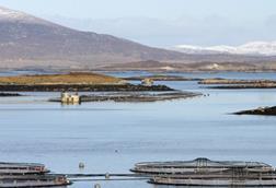 Scottish farmed salmon continues to show record export growth. Credit: Marine Harvest