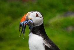 Puffin-with-sandeels