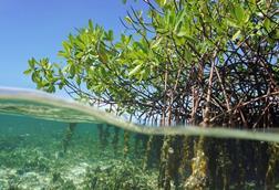 Mangroves, a tree found in tropical and sub-tropical regions that acts as a natural coastal defence for areas threatened by coastal inundation